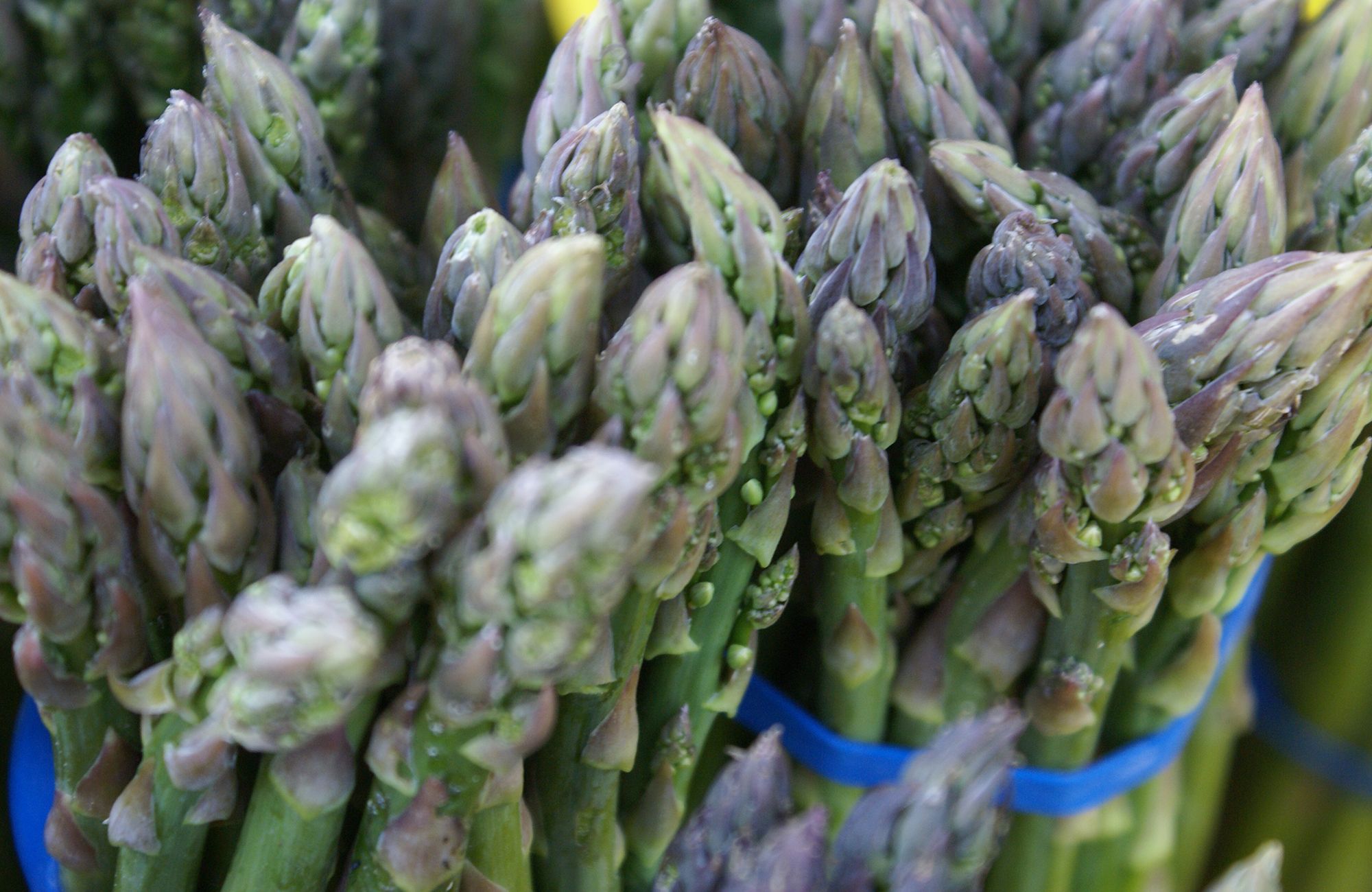Picture of fresh asparagus