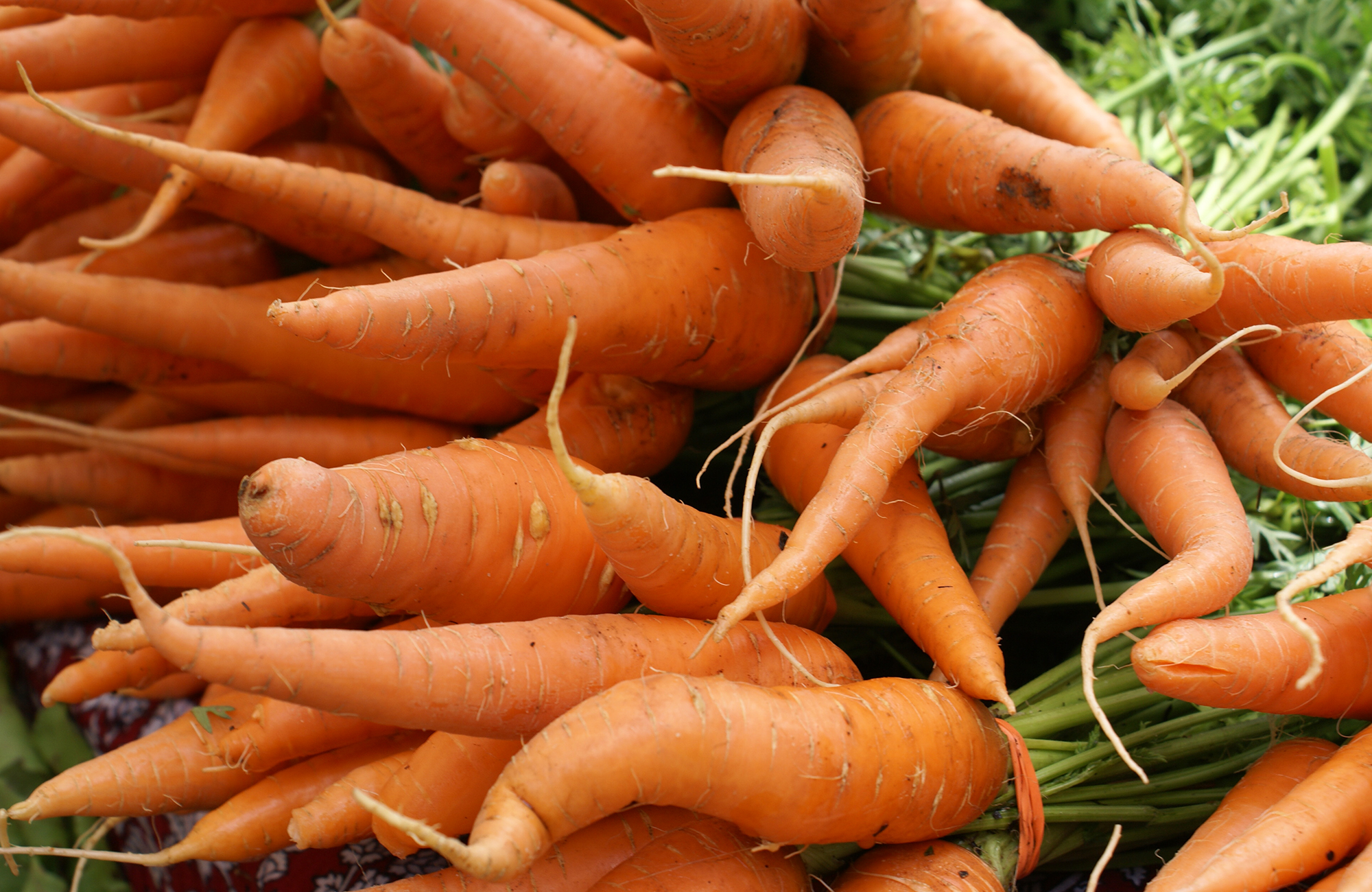 Picture of fresh carrots