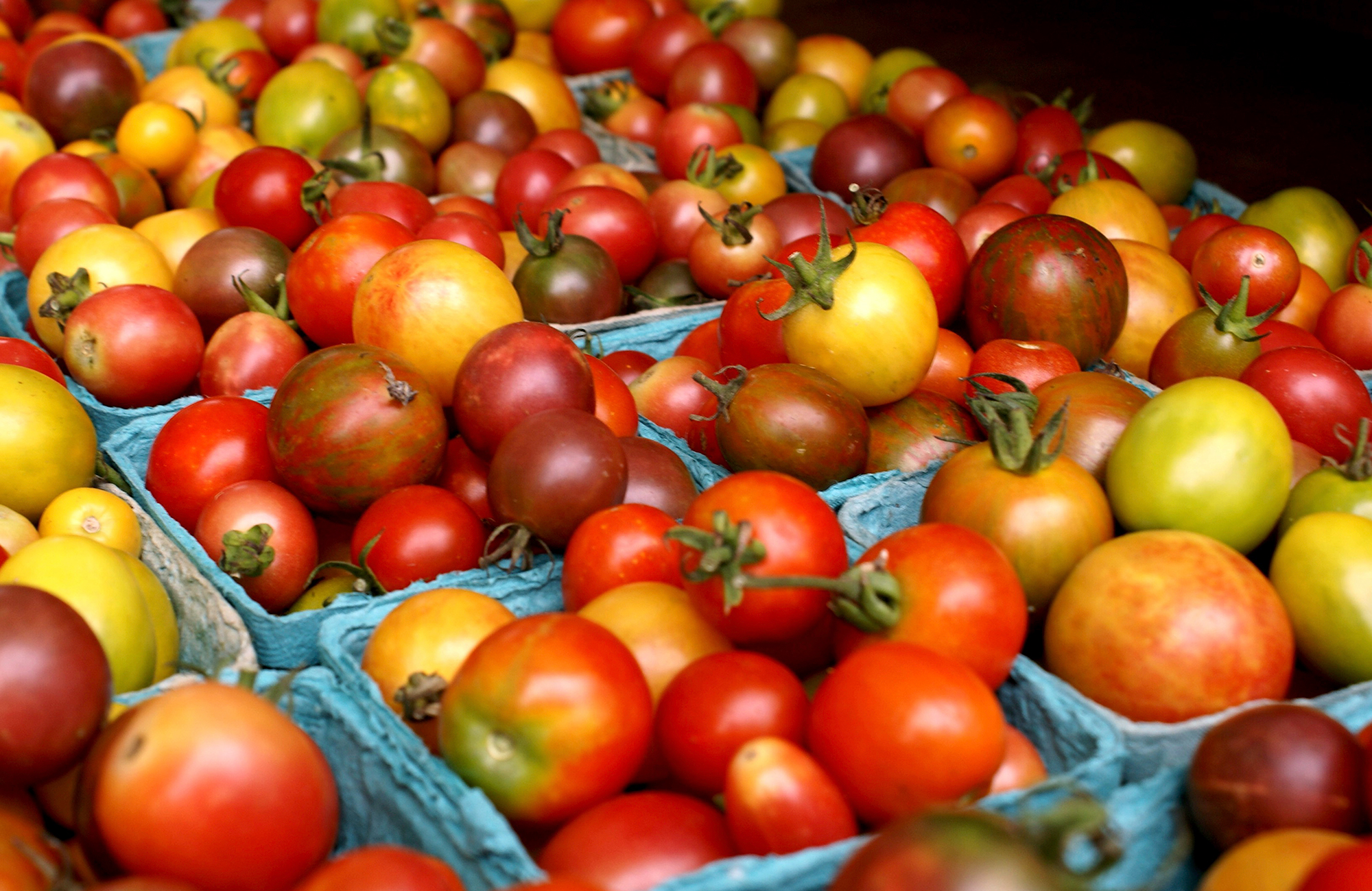 Picture of fresh cherry tomatoes