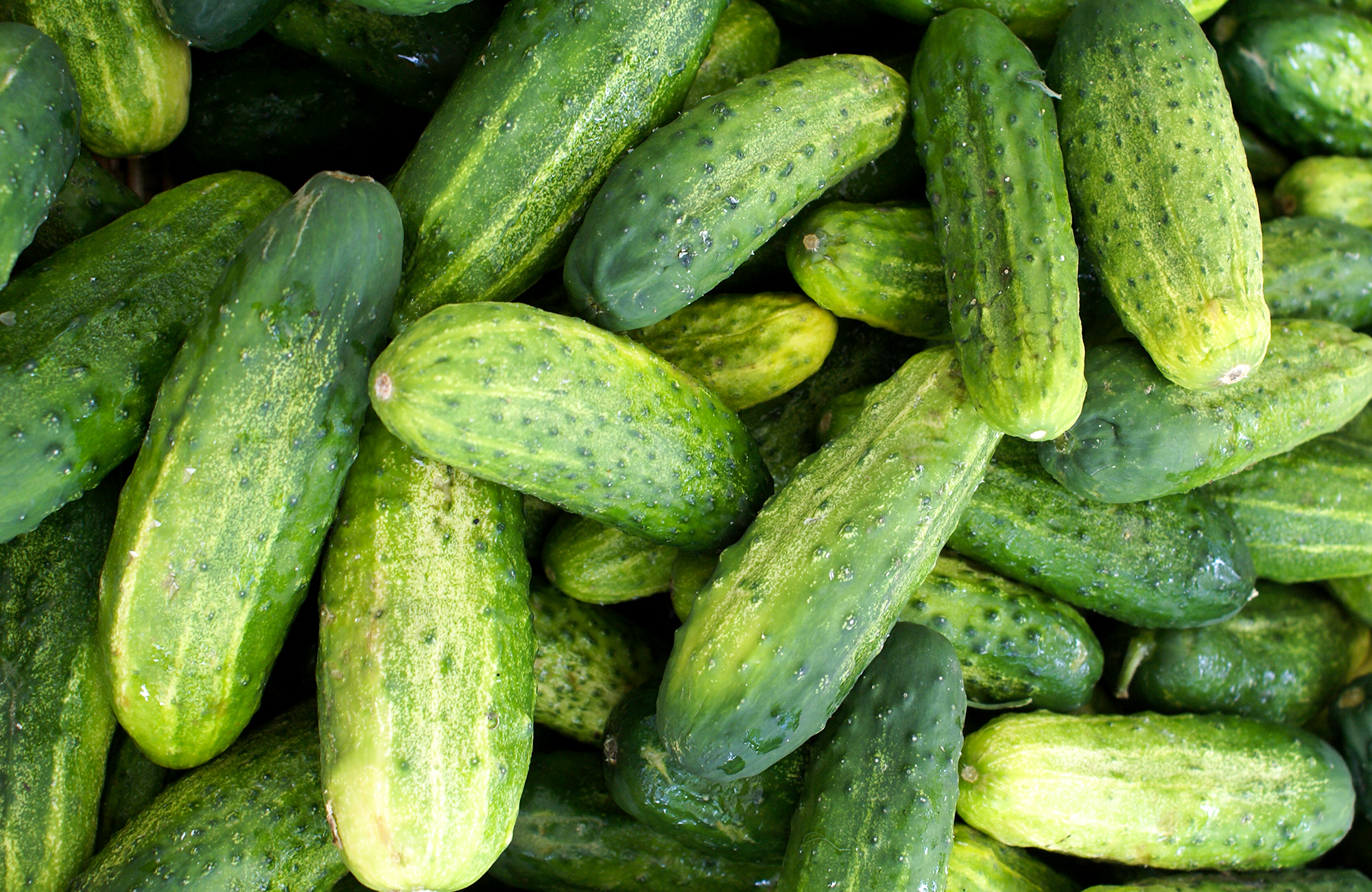 Picture of fresh cucumber