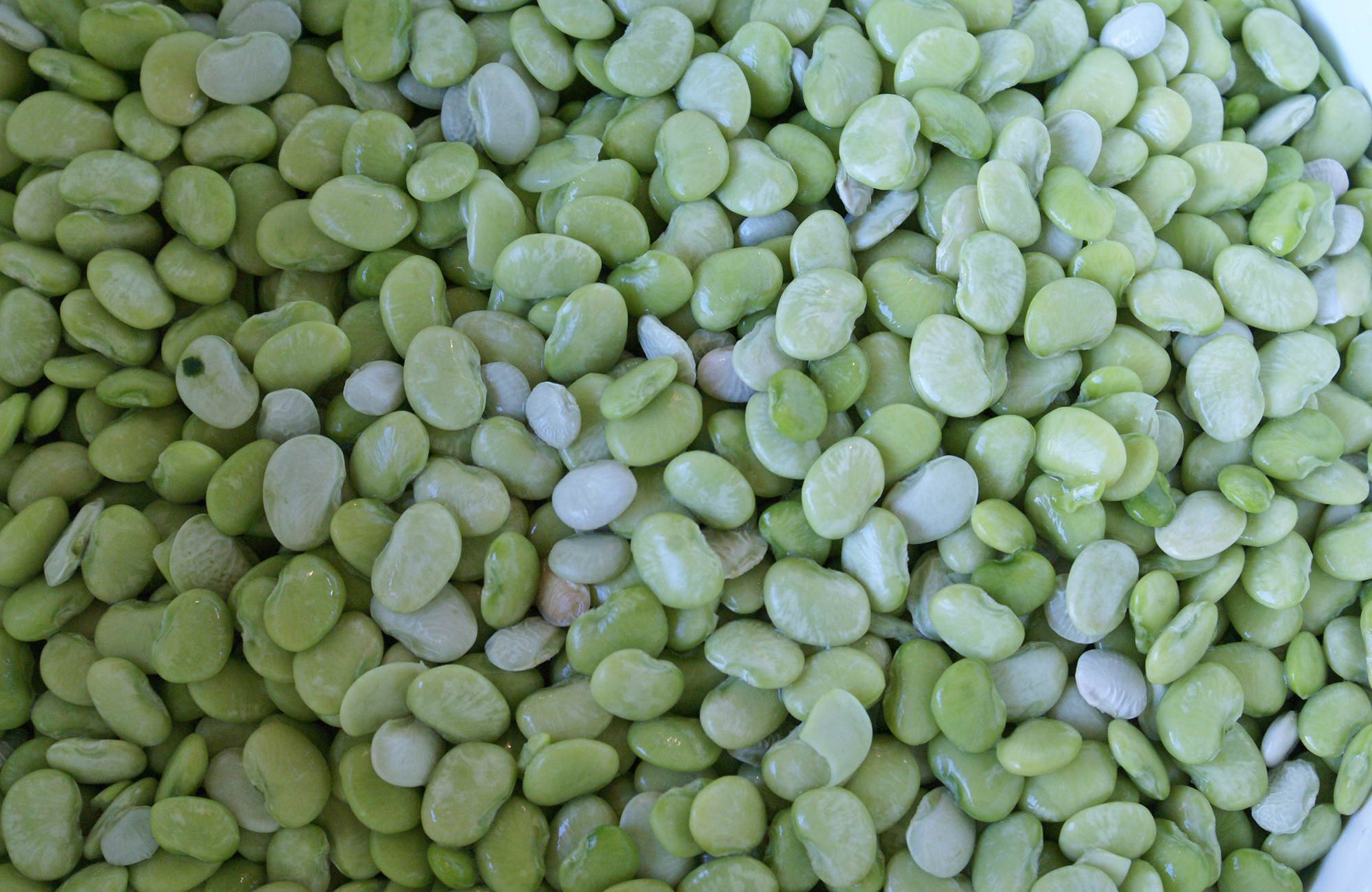 Picture of fresh lima beans
