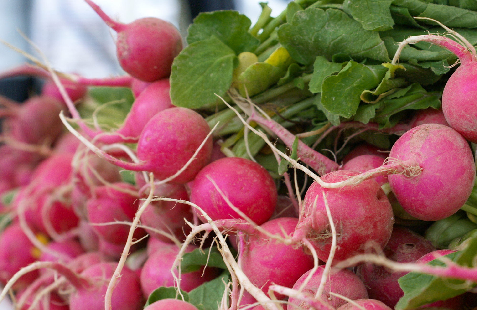 Picture of fresh radishes