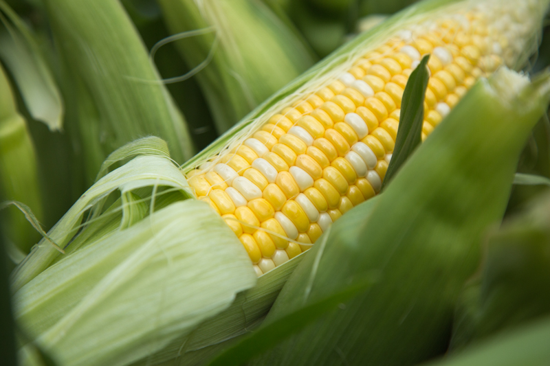 Bi-color sweetcorn, partially opened to show the kernels.