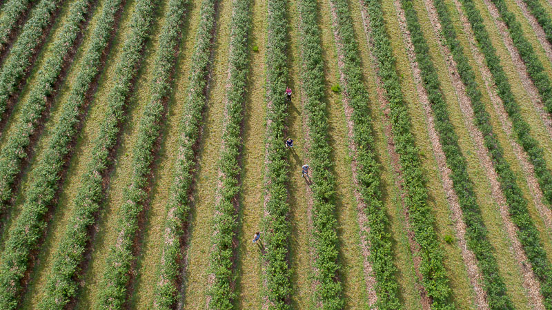 Image of farmers' in a field
