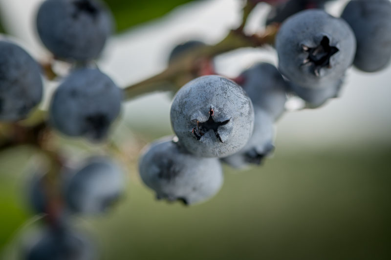 blueberries hanging from branch