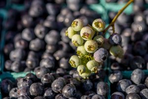 a sprig of unripened blueberries contrast against pints of ripe blueberries.