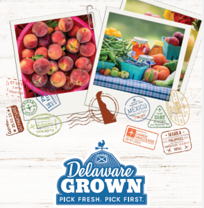Delaware Grown Road Trip, polaroid style photos of peaches and specialty crops on a picnic table, multiple passport style graphics on a wood background